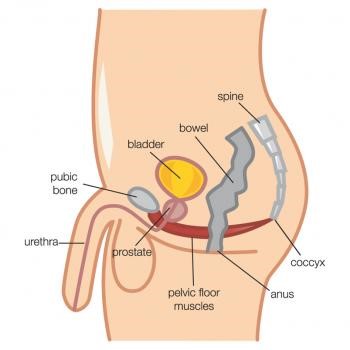 Men S Continence And Pelvic Floor Exercises